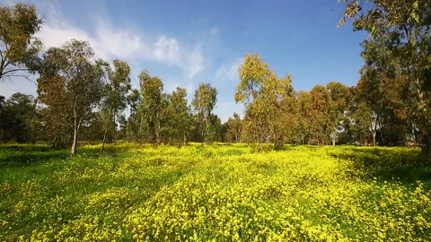 Small beautiful eucalyptus grove Vídeos de archivo 96835015