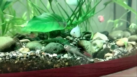 Small beautiful fish swim in a transparent clean aquarium Stock Footage 337425239