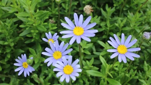 Small, beautiful flowers in spring Stock Footage 266840484