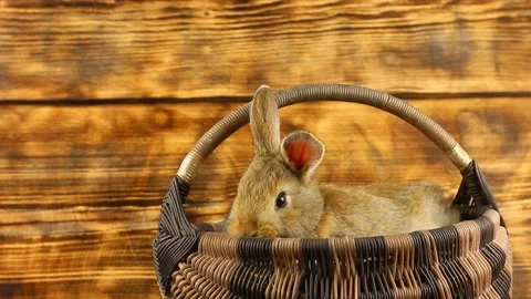 A small beautiful fluffy brown rabbit sits in a wicker basket and looks out of Stock Footage 146717126