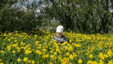 A small, beautiful girl sits in a city park in dandelions and is photographed on Stock Footage