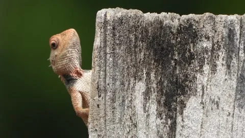 Small Beautiful lizard looking in camera eye . Stock Footage 340320820