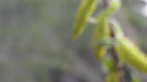 Small Beautiful Plant in the Wind Stock Footage 62776581