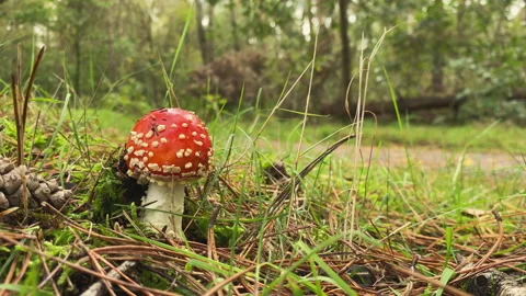 Small beautiful red capped mushroom in the forest at fall. Stock Footage 217634897