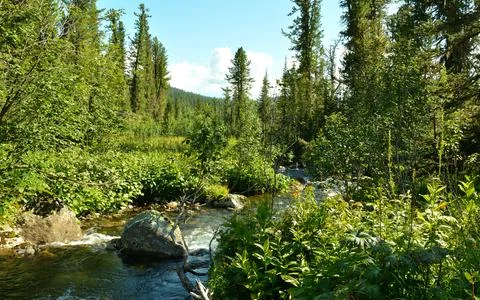 A small beautiful river flows through a coniferous forest with tall grass o.. Stock Photos