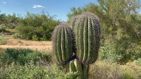 Small Beautiful Saguaro cactus Stock Footage 213515905