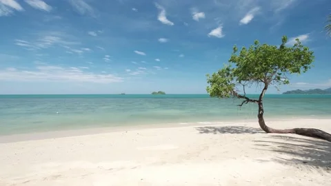 Small beautiful tree on a white sand tropical beach, blue ocean Video stock 188681512