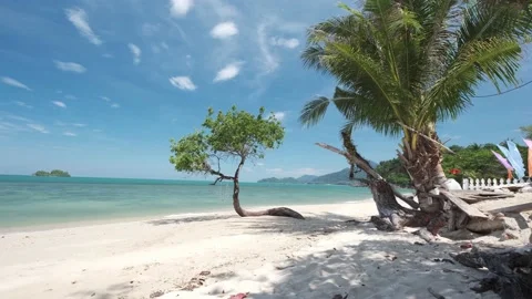 Small beautiful tree on a white sand tropical beach, blue ocean Stock Footage 188681747