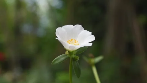 Small beautiful white moss rose flower close-up Stock Footage 288346705