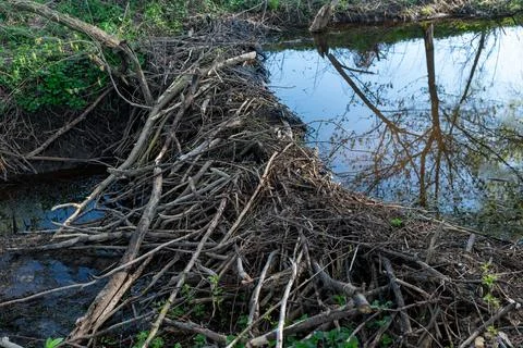 Small beaver dam built with sticks, branches and mud Stock Photos