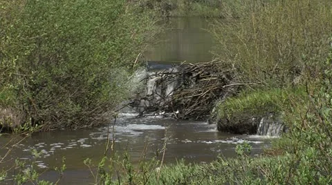 Small Beaver Dam 動画素材 11120807