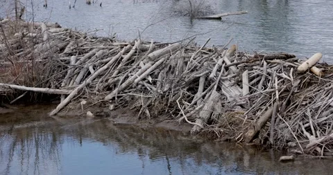 Small Beaver Dam Structure, Windy Oxbow of Griffith Woods Park, Close Pan Shot Video stock 306909929