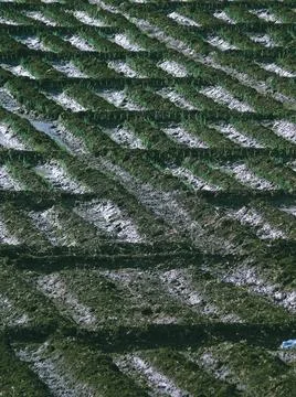 Small beds in farm soil in rectangular forms Small beds in farm soil in re... Stock Photos