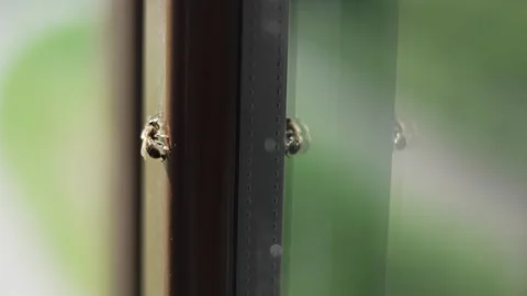 Small bee alone on a window. Stock Footage 249262284