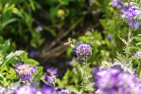 Small bee bumblebee on purple blooming flower plant in meadow field.macro n.. Stock Photos