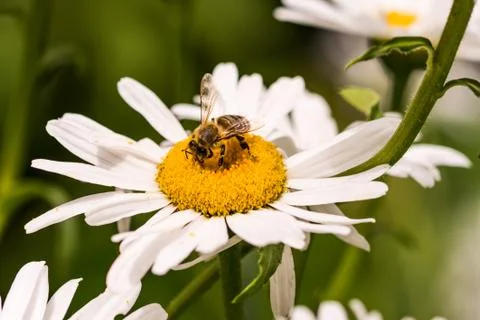 Small bee closeup on top of a white daisy flower Stock Photos