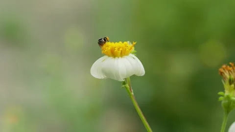 Small Bee Collecting Nectar from White Flower 스톡 동영상 340600945