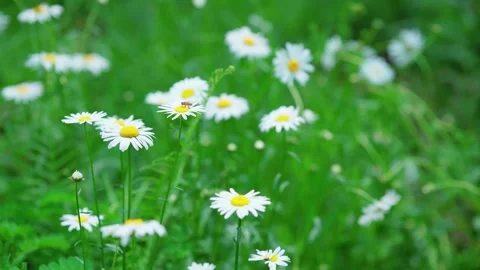 A small bee collecting nectar from white daisies in a lush green meadow 스톡 동영상 341937560