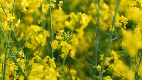 Small bee collecting nectar from yellow Rapeseed field flowers, 4K Stock Footage 107584769