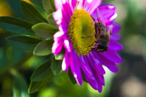 A small bee collects nectar, pollinating flowers.Perfect for your advertising of Stock Photos