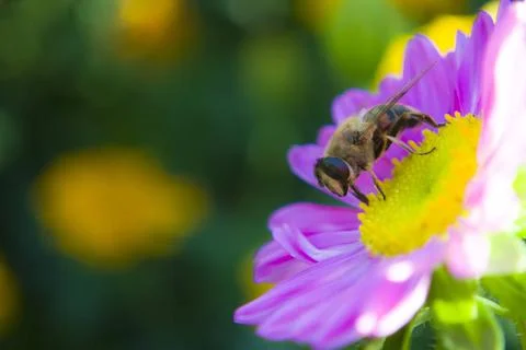 A small bee collects nectar, pollinating flowers.Perfect for your advertising of Stock Photos