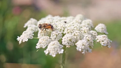 Small bee collects nectar from white Queen Anne's lace flower Stock Footage 341774300