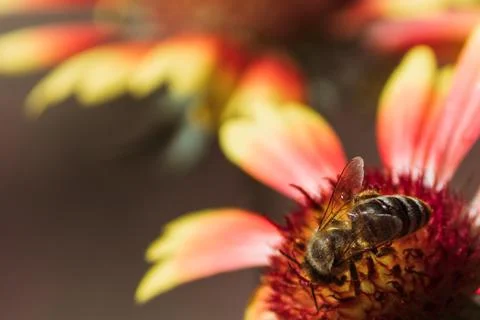 A small bee collects pollen while sitting on an echinacea flower on a warm day. Stock Photos