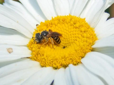 Small-bee-on-daisy Stock-Fotos