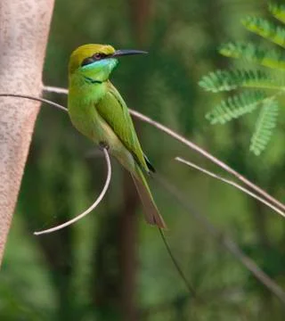 Small bee-eater (merops orientalis) Stock Photos
