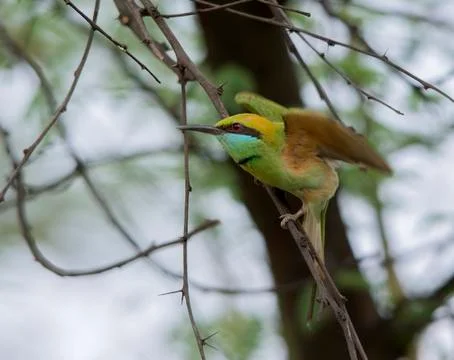 Small Bee eater (Merops Orientalis) Stock-Fotos