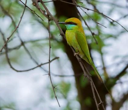 Small Bee eater (Merops Orientalis) Stock Photos