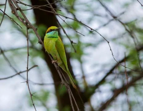 Small Bee eater (Merops Orientalis) Stock Photos