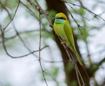 Small Bee eater (Merops Orientalis) Stock Photos