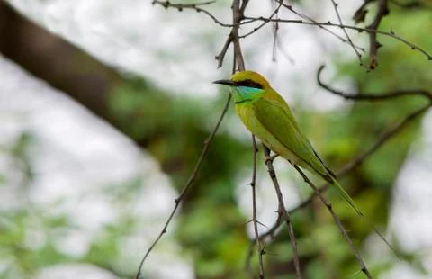Small Bee eater (Merops Orientalis) Stock Photos