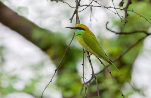 Small Bee eater (Merops Orientalis) Stock Photos
