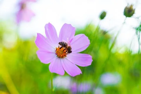 A small Bee eats a nectar from Cosmos bipinnatus flower Stock Photos