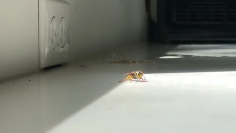 Small Bee explores interior of empty home near an electrical outlet Stock Footage 316781908