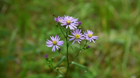 A small bee flies around and lands on violet colored aster wildflowers Stock Footage 289548933
