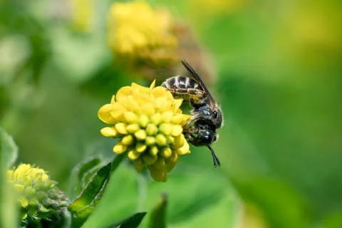 Small bee on flower Stock Photos