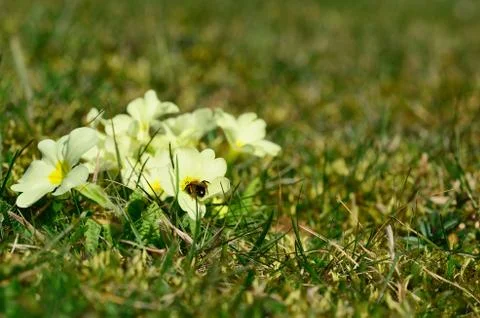 Small bee in a flower in spring Stock Photos