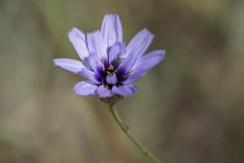 Small Bee Fly of the Genus Usia Feeding on a Cupid's Dart Flower Foto stock