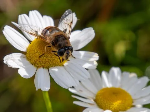 Small bee-like fly sits on a white daisy flower on a summer day. Insect Stock Photos