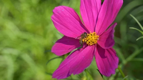 Small bee flying in flower garden Stock Footage 126695799