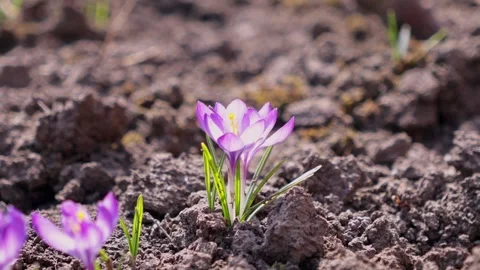 Small bee flying near a vibrant purple crocus flower emerging from dark soi.. Stock Footage 339851011