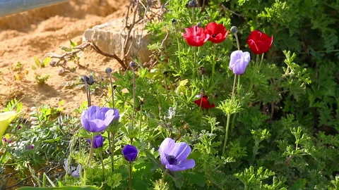 Small bee flying over violet anemones on wind Stock Footage 100367880