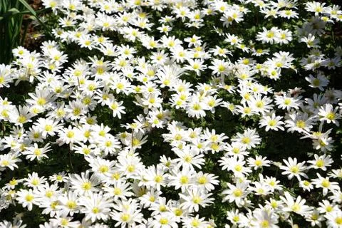 Small bee flying over white yellow flower field at spring. Stock Photos