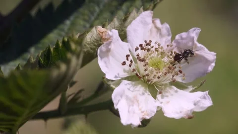 A small bee foraging for pollen on a white blackberry blossom (Rubus), surr.. Stock Footage 345777531
