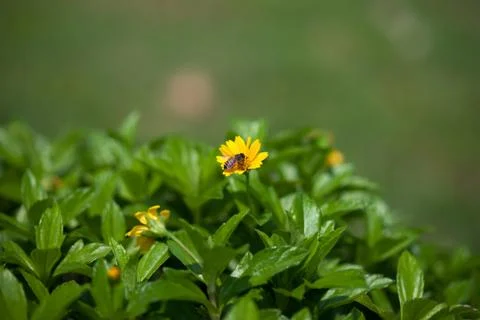 Small bee getting honey nectar from yellow flower. Stock Photos