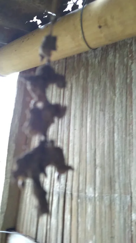 A small bee that is harmless to existence, it is small like an ant but has wings Video stock 219378022