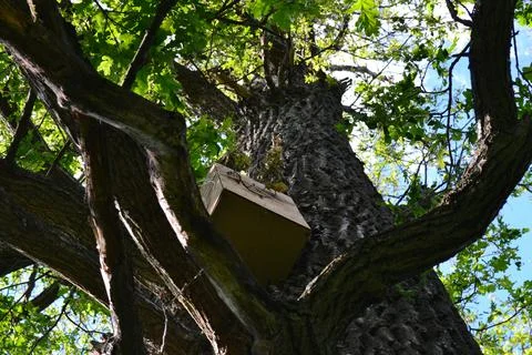 Small Bee House On The Tree Foto stock
